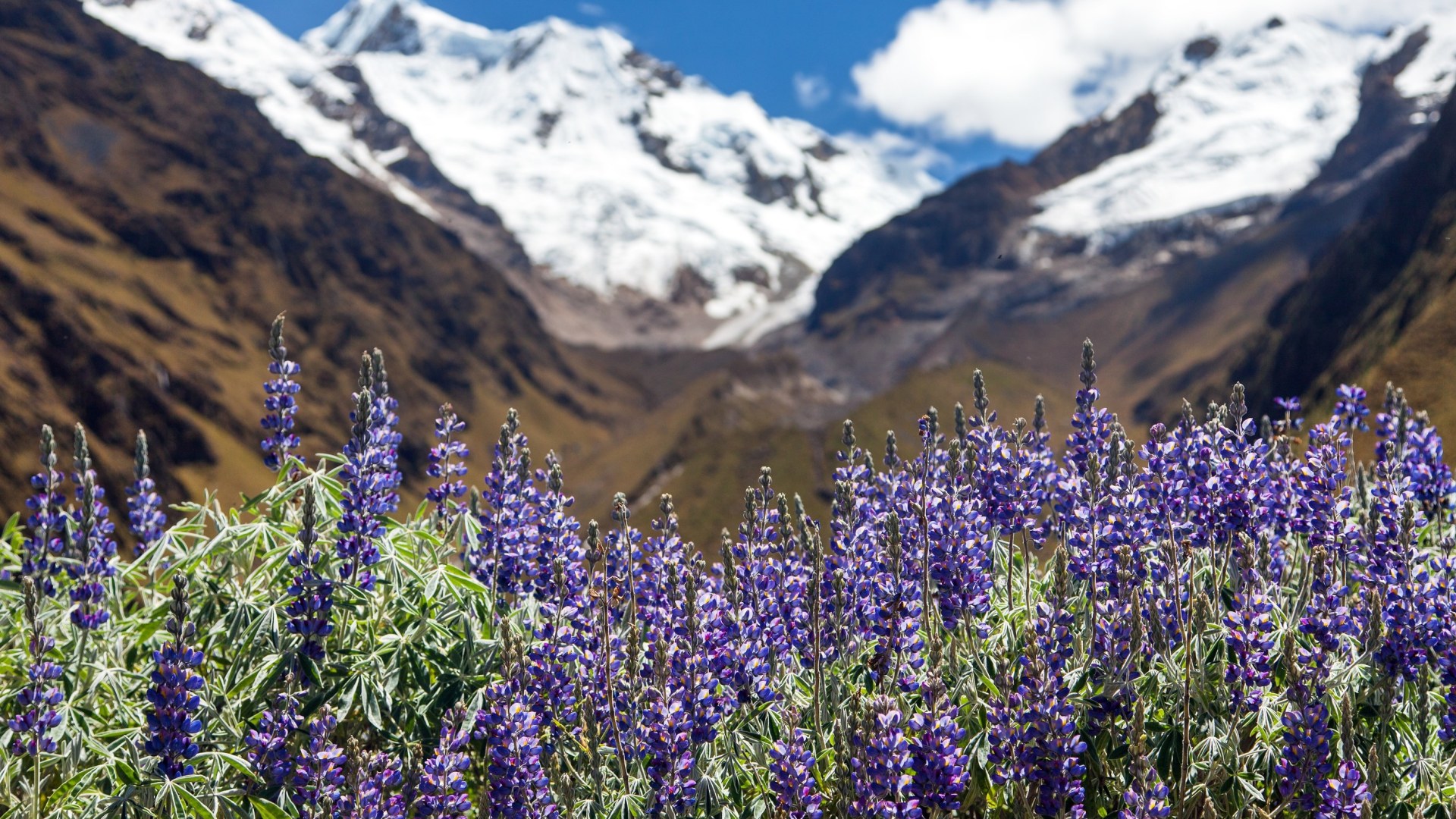 Auf alten Inkapfaden durch die Anden